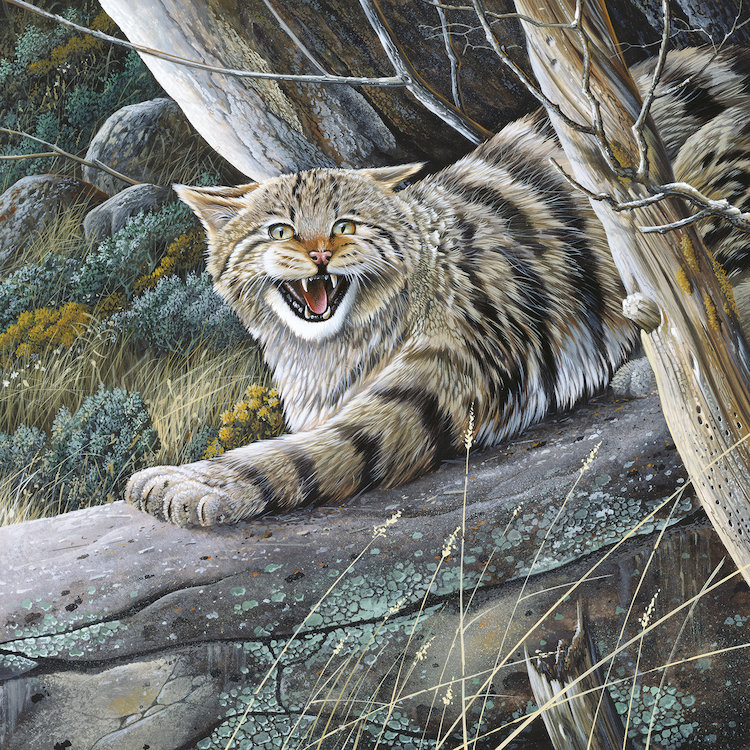 « lynx », impression sur toile, H 48 po x l 48 po x P 1,5 po, Toile tendue, Pas de tapis