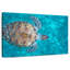 Natation tortue imbriquée-107699793
