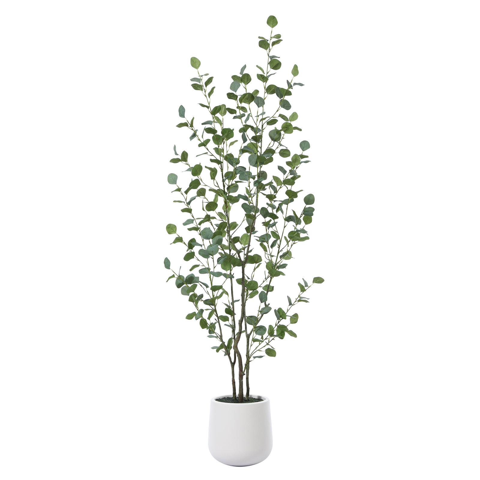 Adalia Eucalyptus Tree in Pot, 72" H x 24" W x 24" D