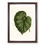 Illustration of a Green Leaf by Benjamin Fawcett - Framed Print-55769106-55769108