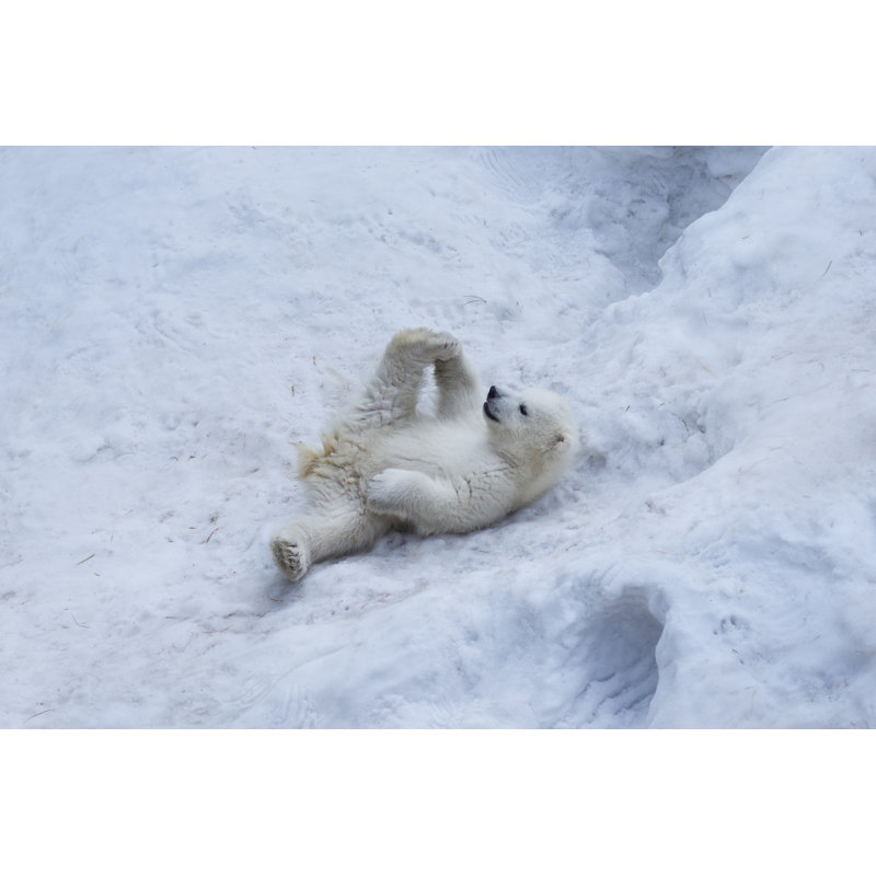 Portrait Of Polar Bear Cub Practicing Yoga On The Snow - Wrapped Canvas Print, 61cm H x 91cm W x 3.8cm D