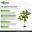 Alpine Ficus