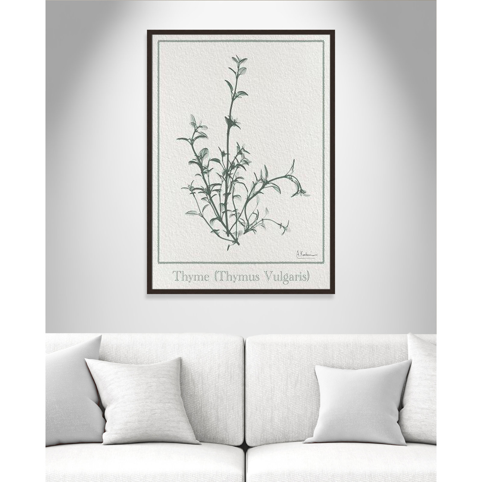 Jeanette "Thymus Vulgaris" Print, 41.5" H x 29.5" W x 1.25" D, Black Framed Paper