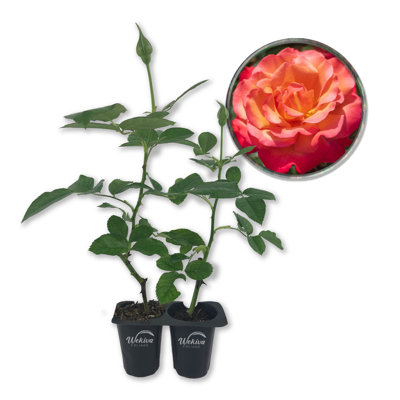 Tuscan Sun Rose Bush - 4 Live Starter Plants in 2 Inch Pots - Beautifully Fragrant Heirloom Rose from Florida - A Versatile Beauty with a Rich Fragrance