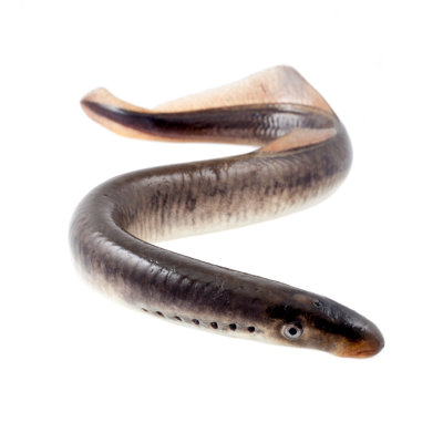 Lamprey Fish - Wrapped Canvas Print