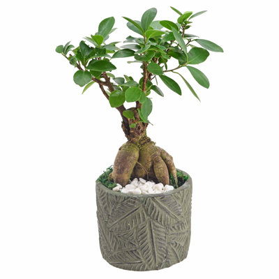 Primrue Live Ficus Plant in Ceramic Planter