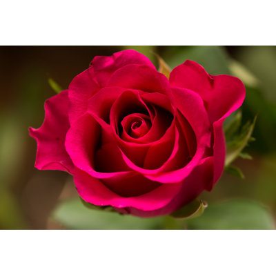 Isnesh " Close-Up Of Rose "