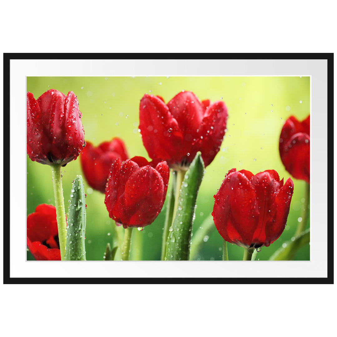 Gerahmtes Poster Rote Tulpen mit Tropfen bedeckt