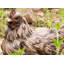 Statue de poule accroupie Driftwood