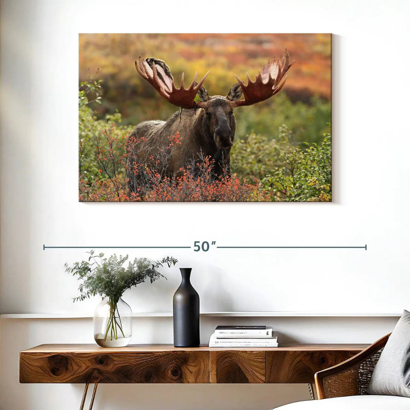 Brampt Denali Bull Moose, 26" H x 39" W