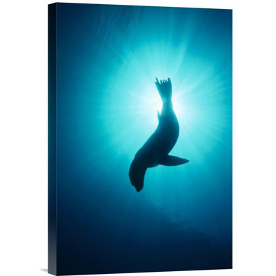 " California Sea Lion Underwater, Channel Islands National Park, California "