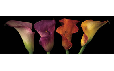 " Jewel Calla Lilies " Color Photography