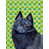 Schipperke sélectionné