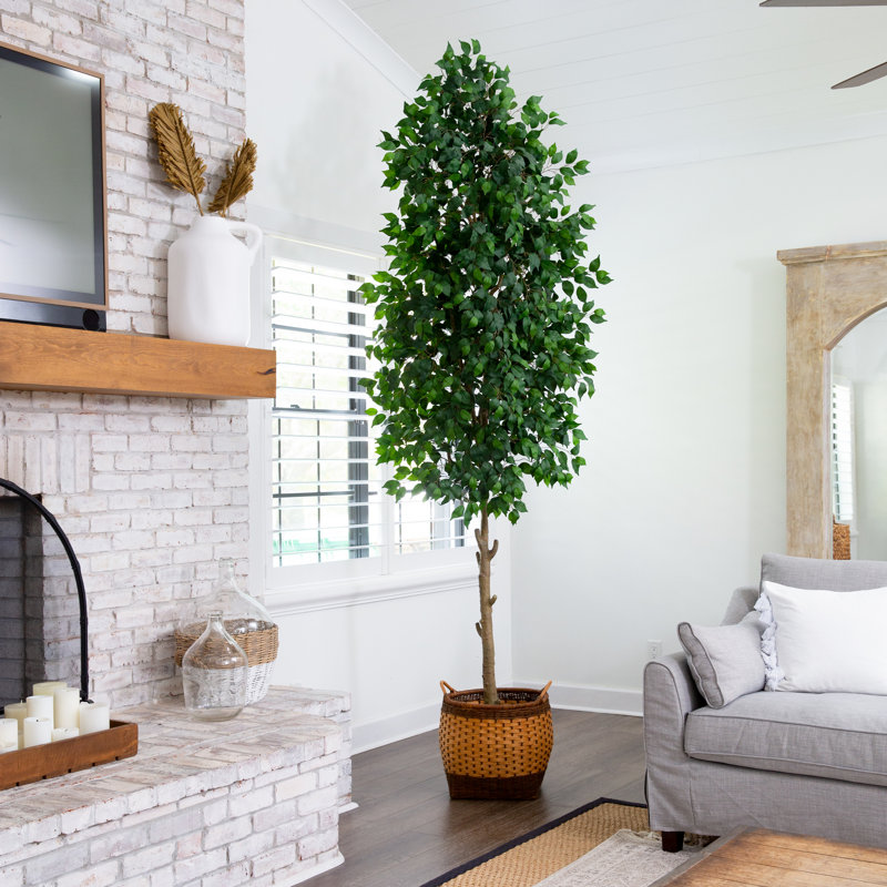 Ficus en pot 120 po en pot