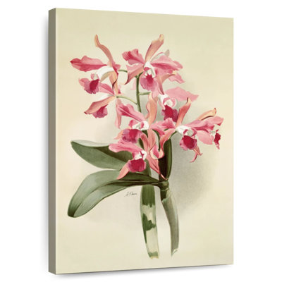 Laelio-Cattleya Elegans Var Blenheimensis