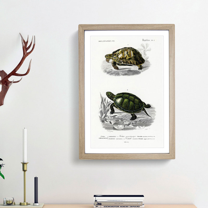 Tortoise & Turtle Illustrations PL. 1 by Charles d' Orbigny - Picture Frame Painting Print, 36cm H x 27cm W x 2cm D