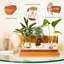 Leblond Wood Terrarium