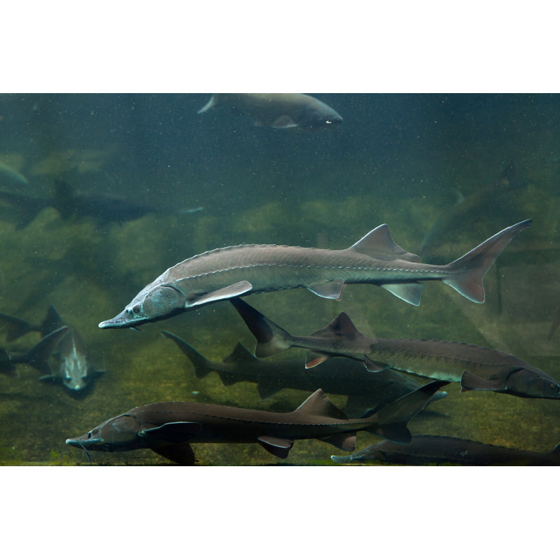 Siberian Sturgeon by Wrangel - Wrapped Canvas Print, 20cm H x 30cm W