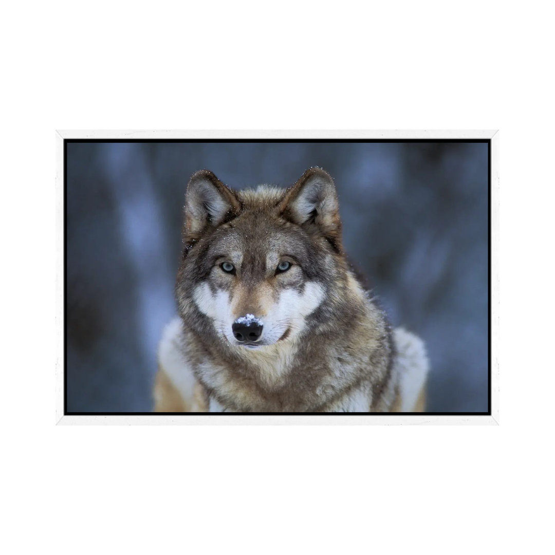 Grauer Wolf in Gefangenschaft im International Wolf Center in Ely, Minnesota I von Joel Sartore - Galerie-verpackte Lein...