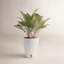 Aglaonema Plant in Planter