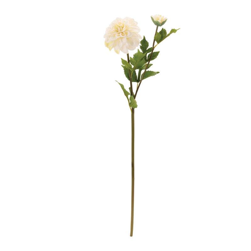 Tige de fleur de dahlia