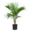Majesty Palm Tree in Nursery Pot