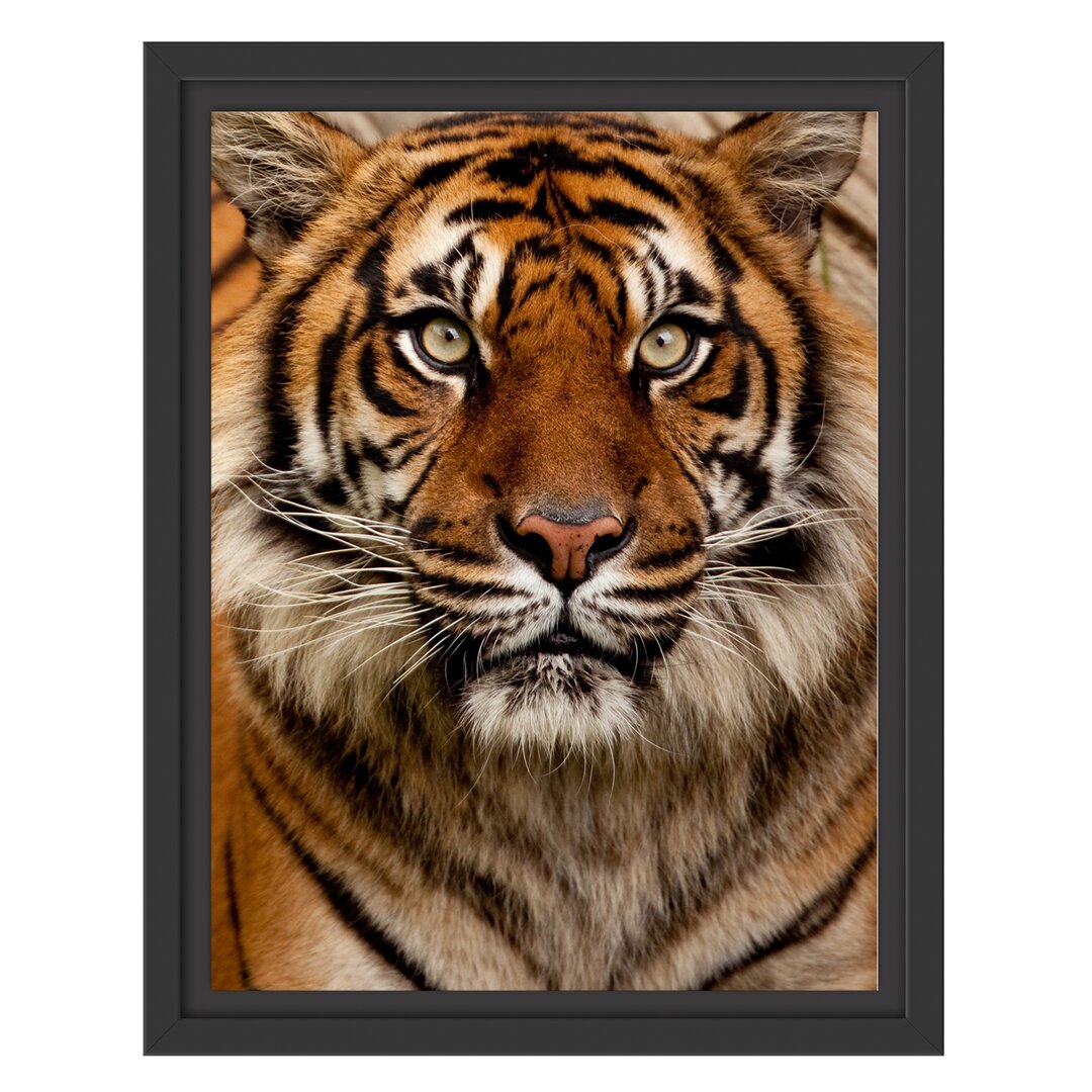 Gerahmtes Wandbild Aufmerksamer Tiger