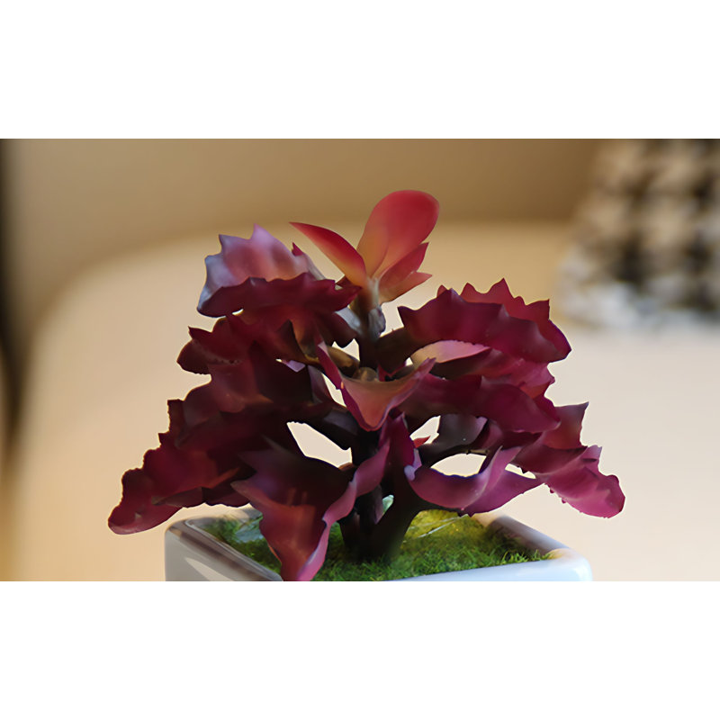 Bonsai 7,08 po