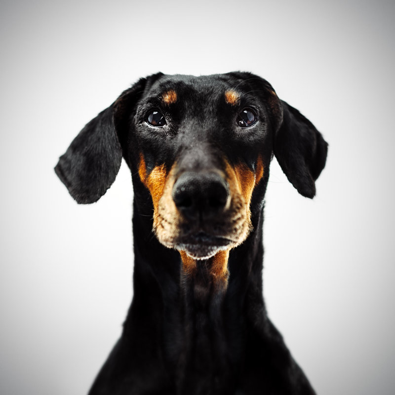Doberman by Sensorspot, 30" H x 30" W