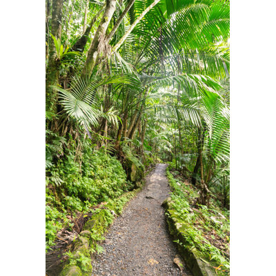 Rainforest Path - Photographie sur toile tendue
