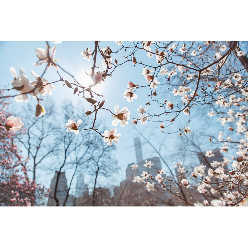 Cherry Blossom - Wrapped Canvas Print, 81cm H x 122cm W x 3.8cm D