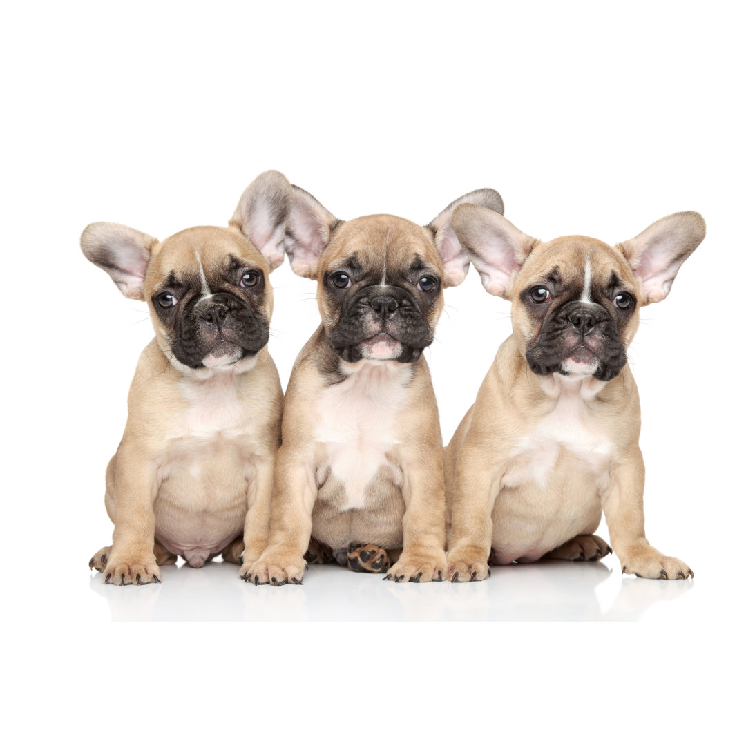 French Bulldog Puppies by Fotojagodka - Wrapped Canvas Photograph