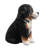 Bernese Mountain Puppy Sitting (Hi-Line Exclusive)