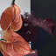 Ornements de fleurs simulées