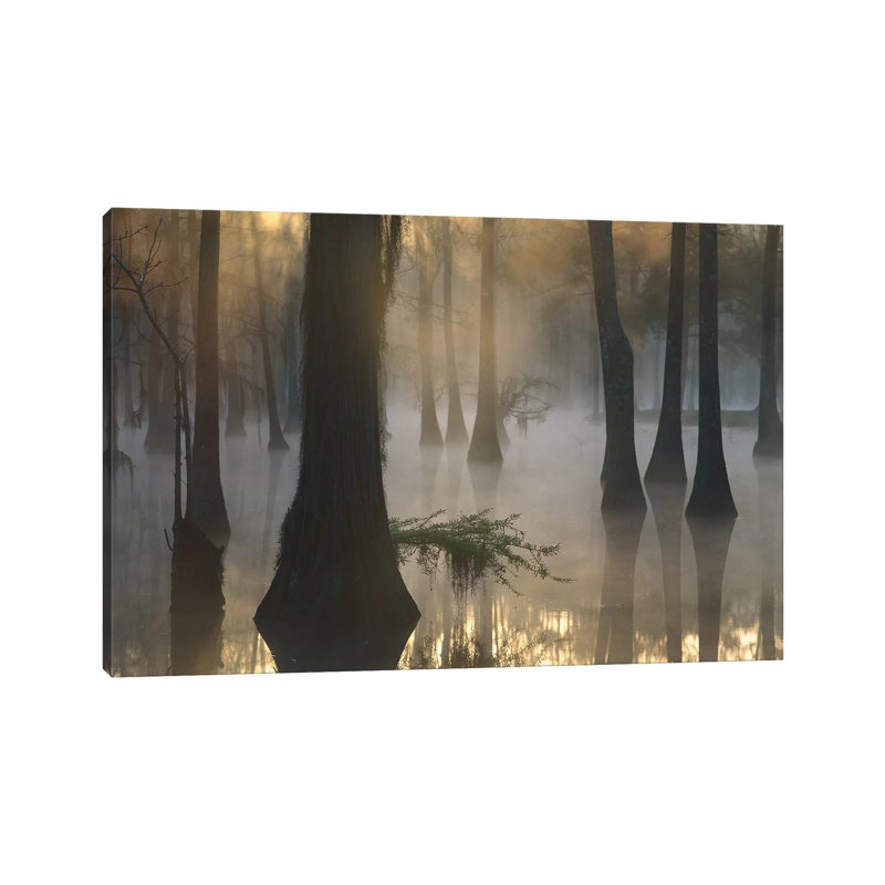 Bald Cypress Grove In Freshwater Swamp At Dawn, Lake Fausse Pointe, Louisiana II by Tim Fitzharris - Wrapped Canvas Print