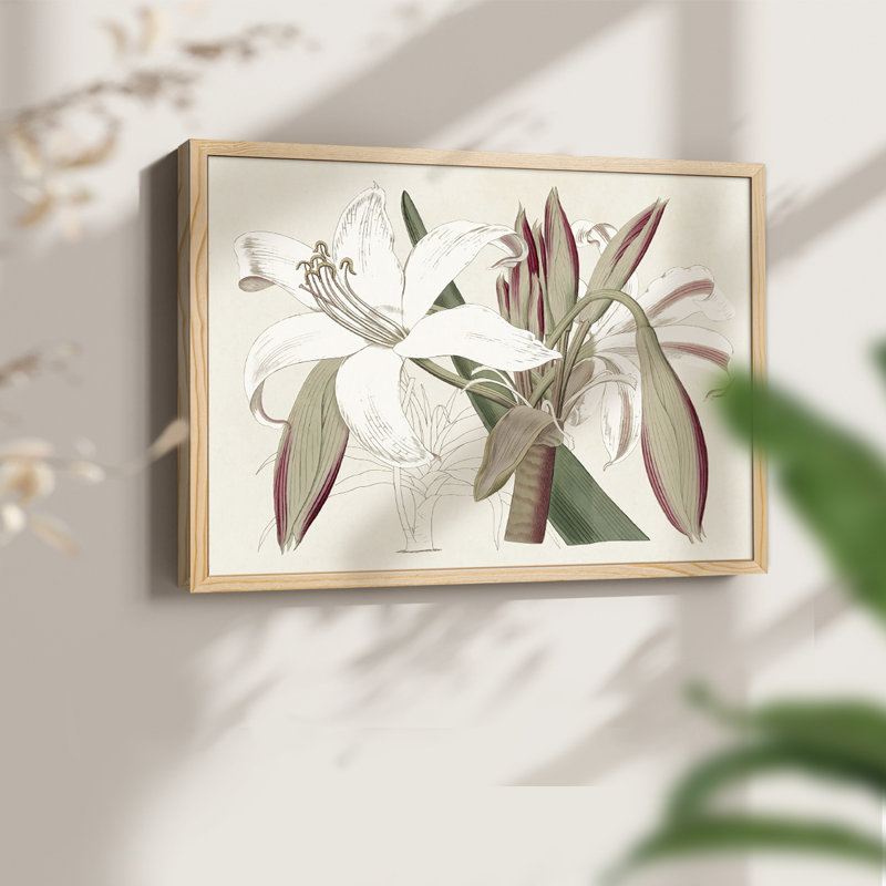 Amaryllis Varietals II -Framed Print - Restickable, H 22 po x l 28 po, Naturel