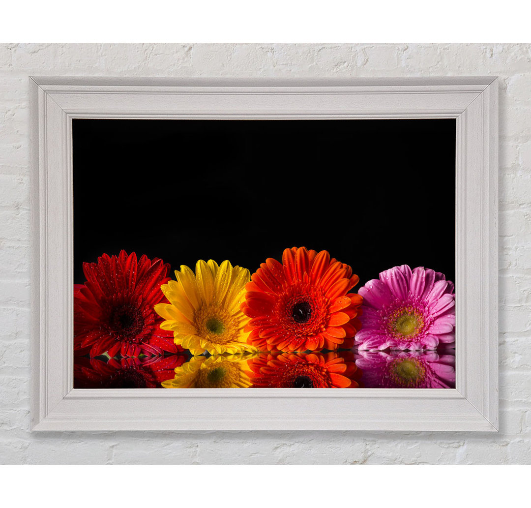 Gerahmtes Poster Multi Coloured Gerberas