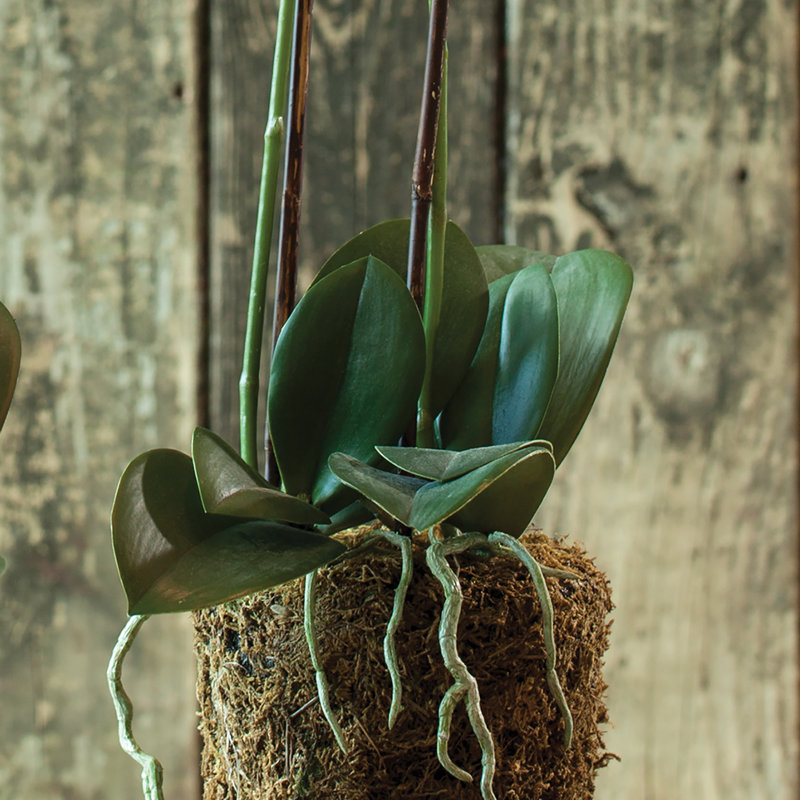 Conservatory Orchid Drop-In, 23" H x 6.5" W x 6.5" D