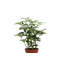Live Arboricola Plant in Classic Pot-49662226