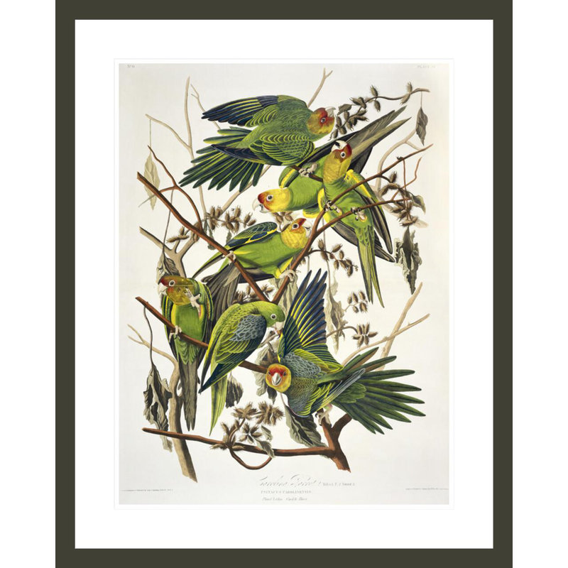 Carolina Parakeet from «Birds of America» par John James Audubon, impression giclée encadrée, H 29,23 po x l 23,5 po