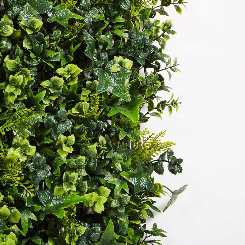 Faux Plant, Hedra