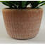 22cm Faux Plant in Terracotta Planter