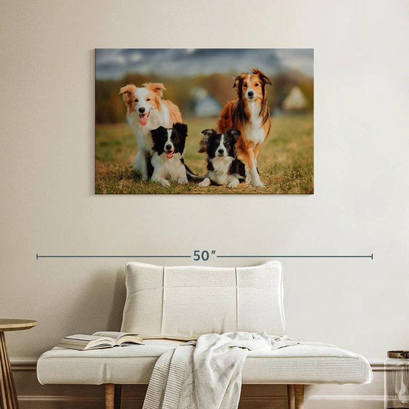 Crowle Border Collie Dogs