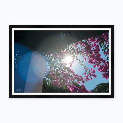 Bougainvillea Flare