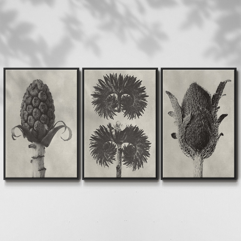 Blossfeldt Botanical IV 3 pièces, Noir, H 27 po x l 54 po