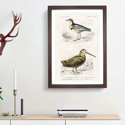 Bird Illustrations PL. 22 by Charles d Orbigny - Framed Print