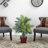 Areca Palm with Wicker Basket