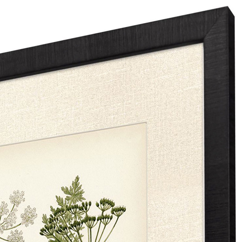 Queen's Lace II S/2