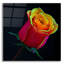 «Little Rosebud» par Pamela Plummer-1731377671