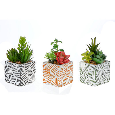 Succulent Arrangement in Pot